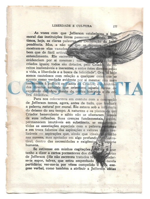 Liberdade e Cultura: Cogumelo