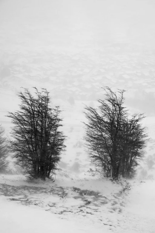 Entre o Silencio e o Vento