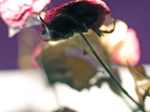 Rosas 1, da exposição “Amor”