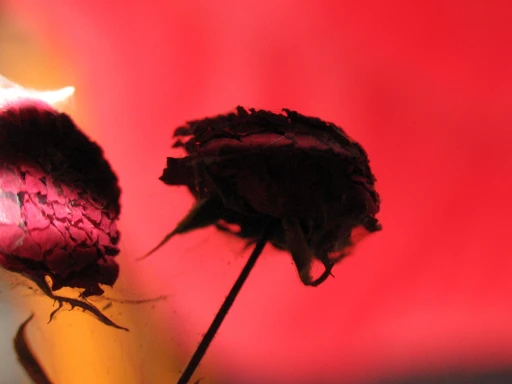 Rosas 2, da exposição “Amor”