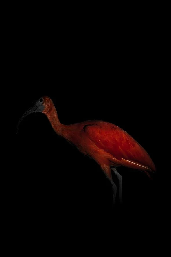 Exhibition "Lucas Lenci: STILL LIFE