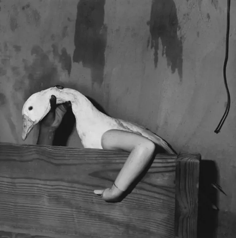 Exposição "DEVIR-ANIMAL" de Roger Ballen