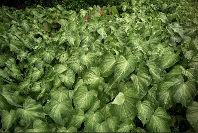Exposição "Presenças na Amazônia: um diário visual de Bob Wolfenson"