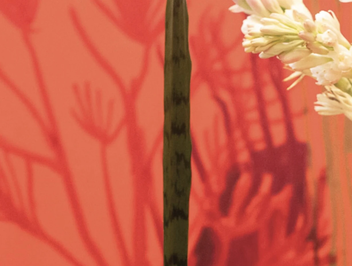 Exposição individual "Sapucaia", de Stela Barbieri