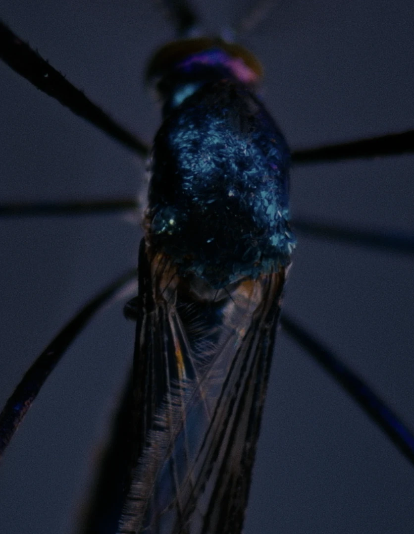 Exposição individual "Vivian Caccuri – Pele Azul"