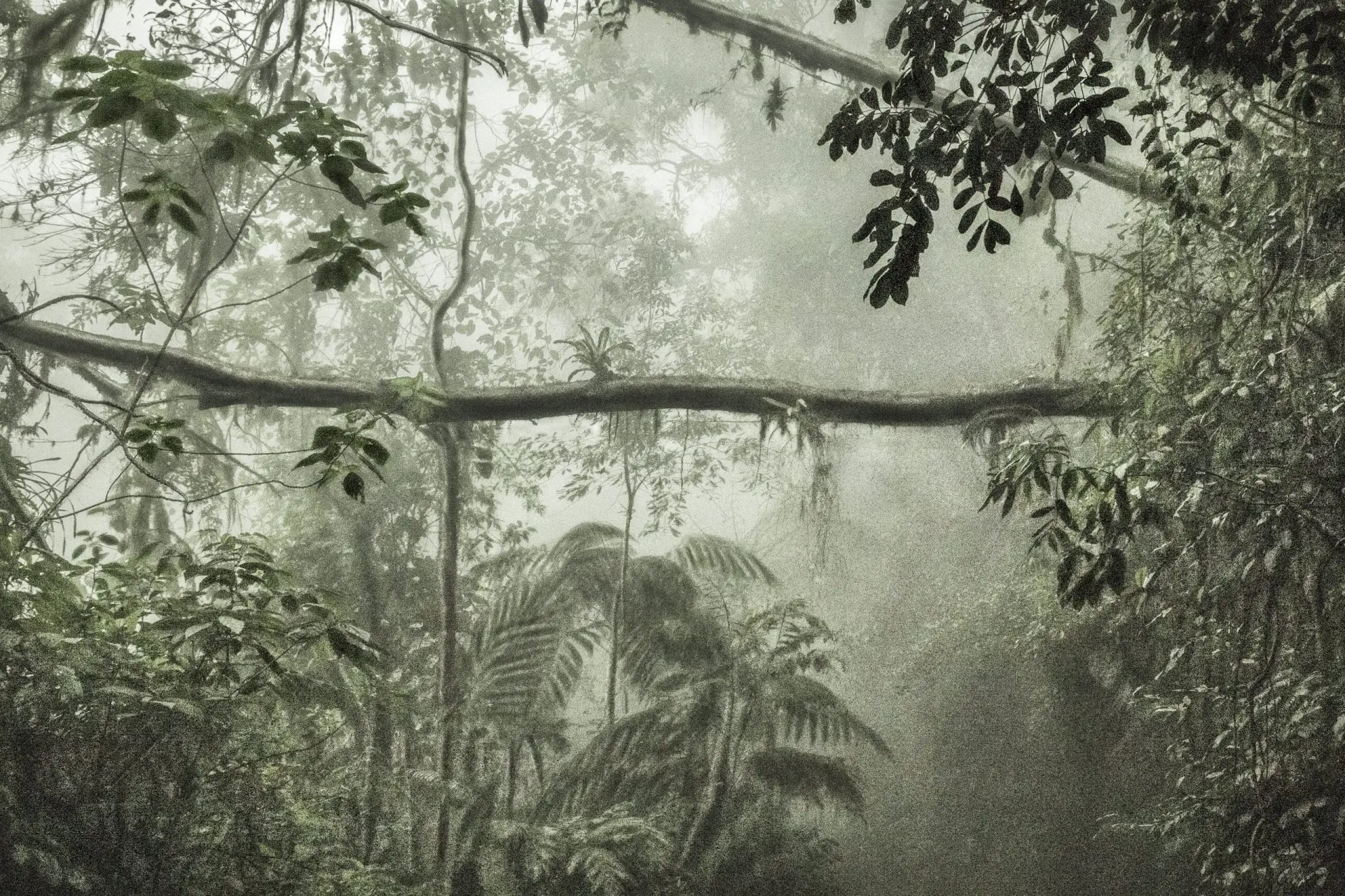 Exposição coletiva “Olhares sobre a Mata Atlântica”